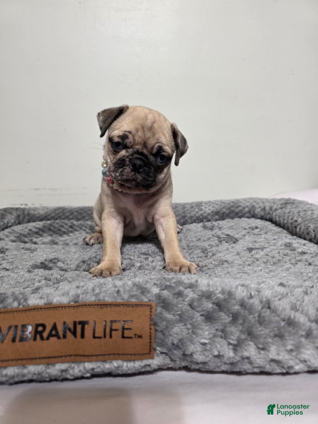 Pug dogs for sale: Pug Puppy Maggie  - Ad 2