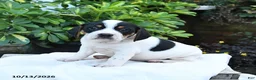 Mixed Breed dogs for sale: Baxter - Ad 2