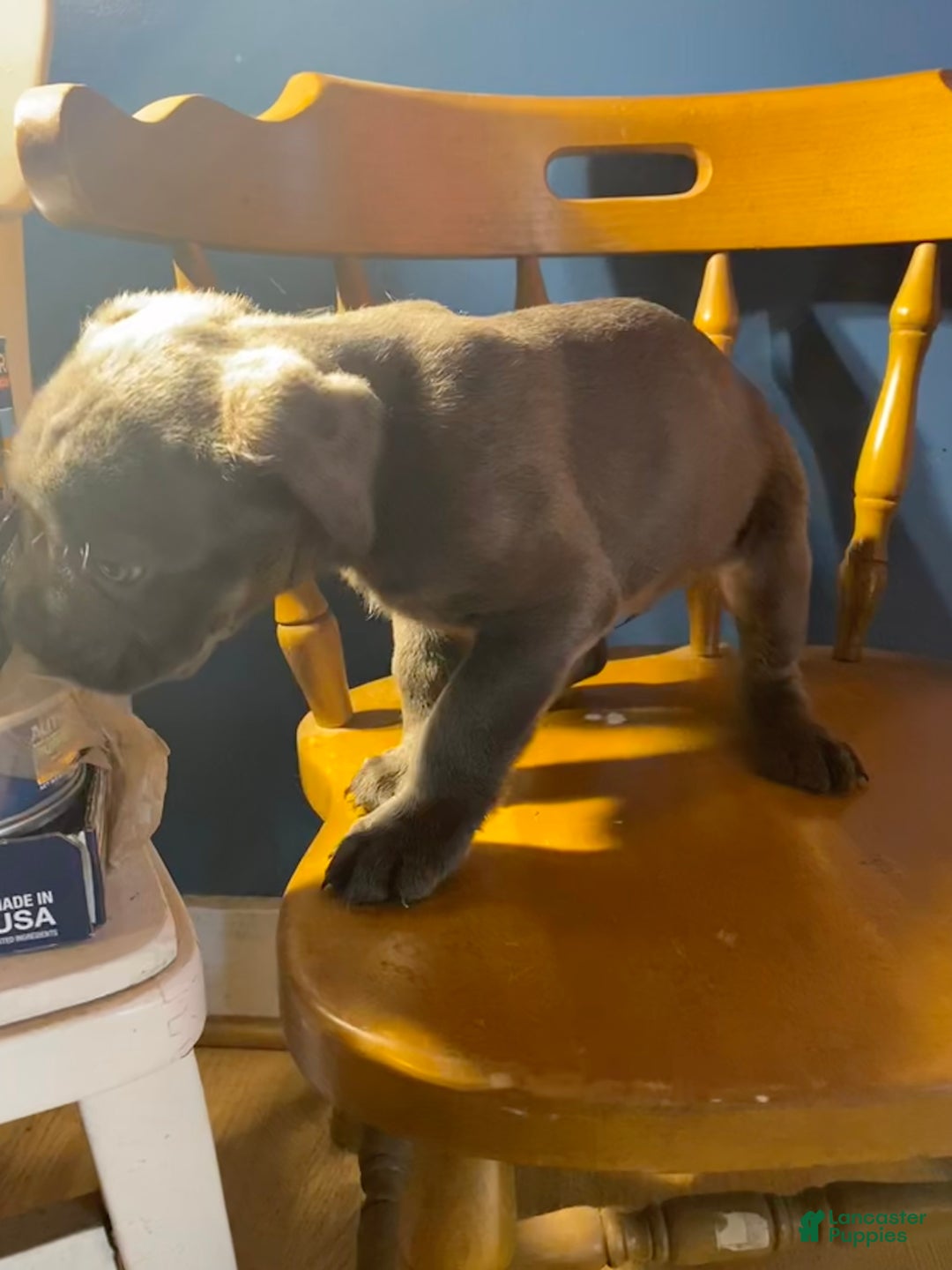 Cane Corso dogs for sale: Cane Corso Puppy 9 - Ad 1