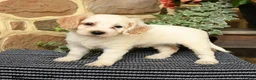 Cockapoo dogs for sale: Sugar - Ad 5