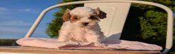 Cavapoo dogs for sale: Stella - Ad 11