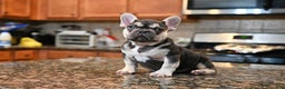 French Bulldog dogs for sale: Carmen  - Ad 6