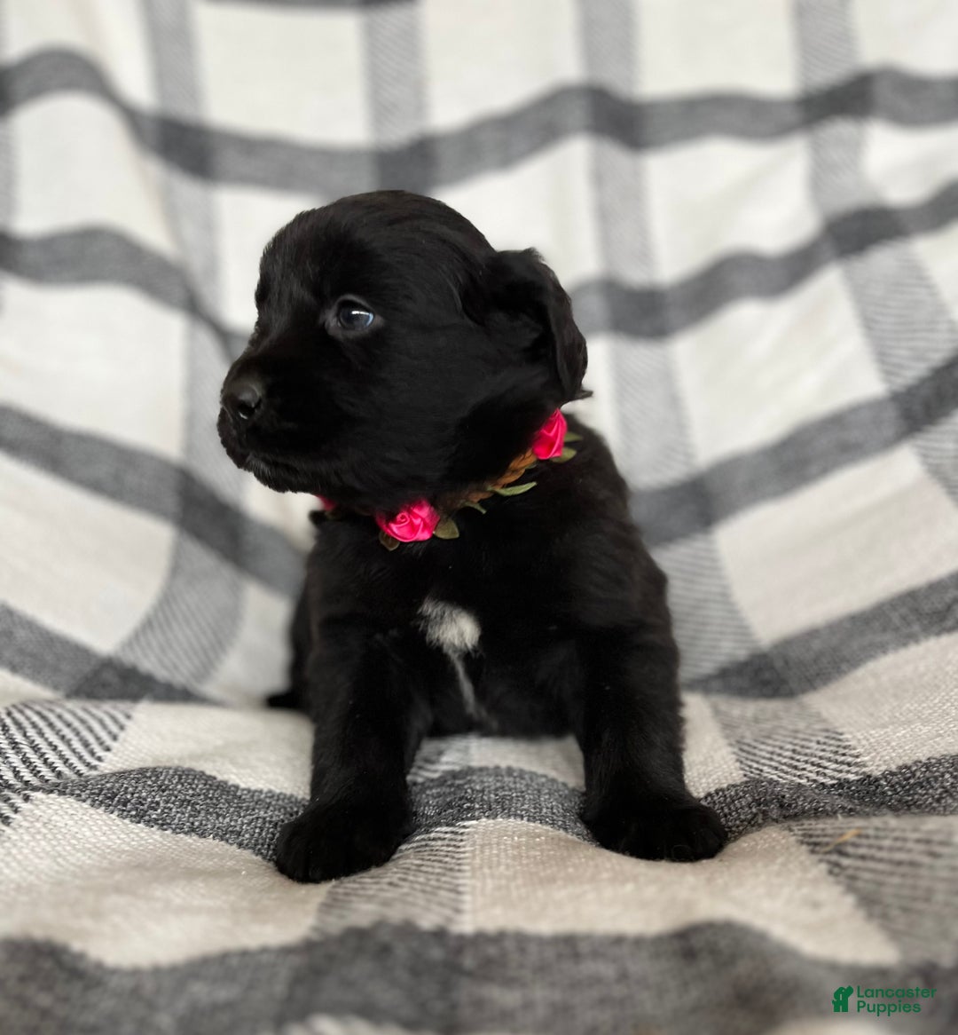 Mixed Breed dogs for sale: Allie - Ad 5