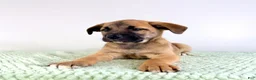 Mixed Breed dogs for sale: Gia - Ad 2