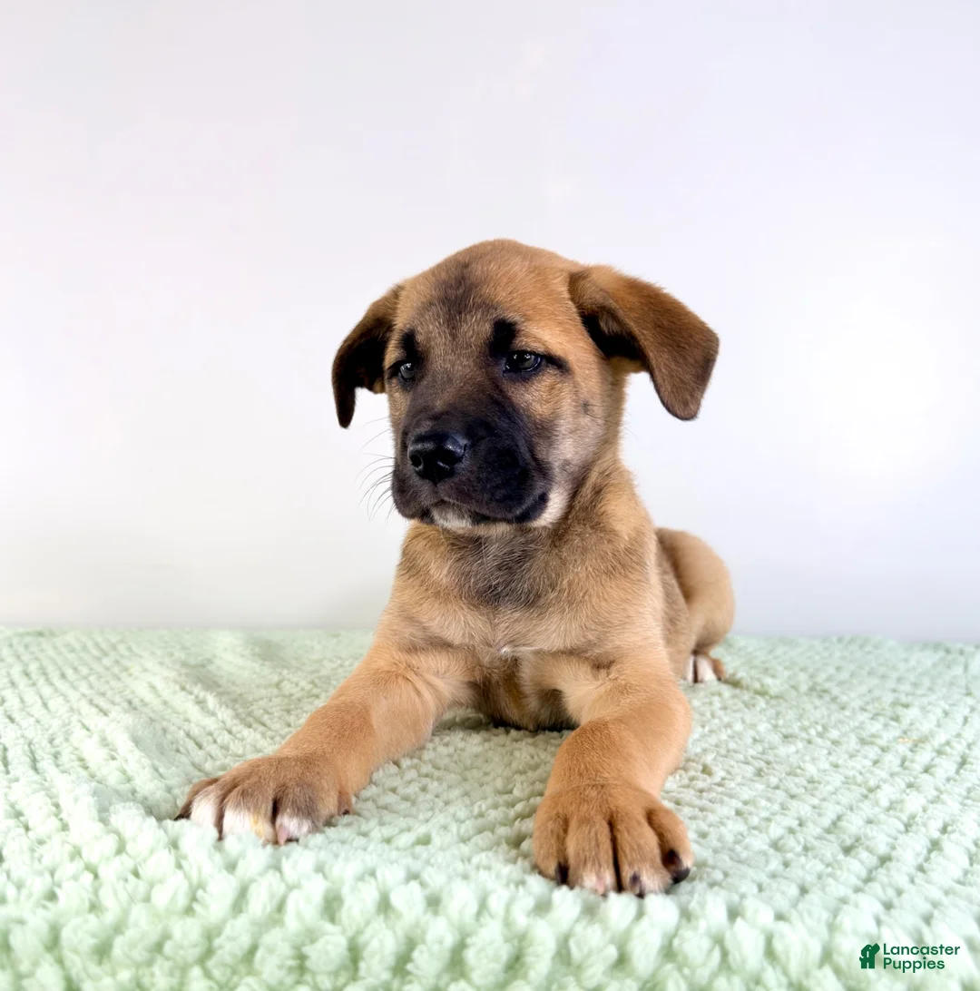 Mixed Breed dogs for sale: Gia - Ad 2