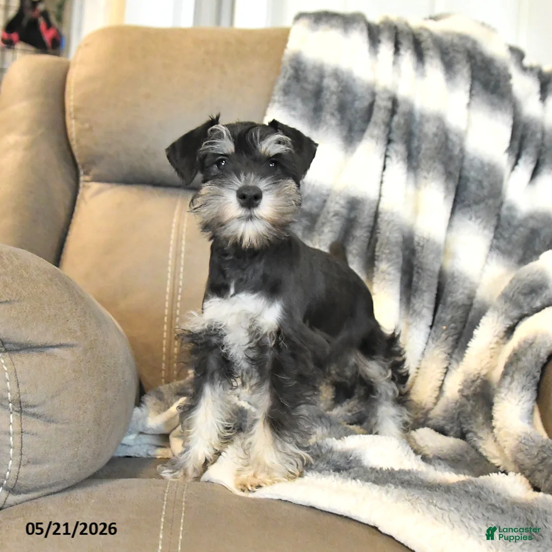 Miniature Schnauzer dogs for sale: Hattie - Ad 2