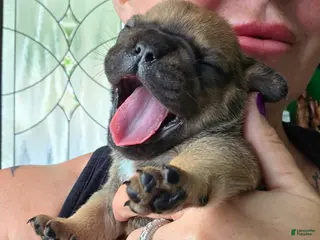 French Bulldog dogs for sale: Chewbacca - Ad 3