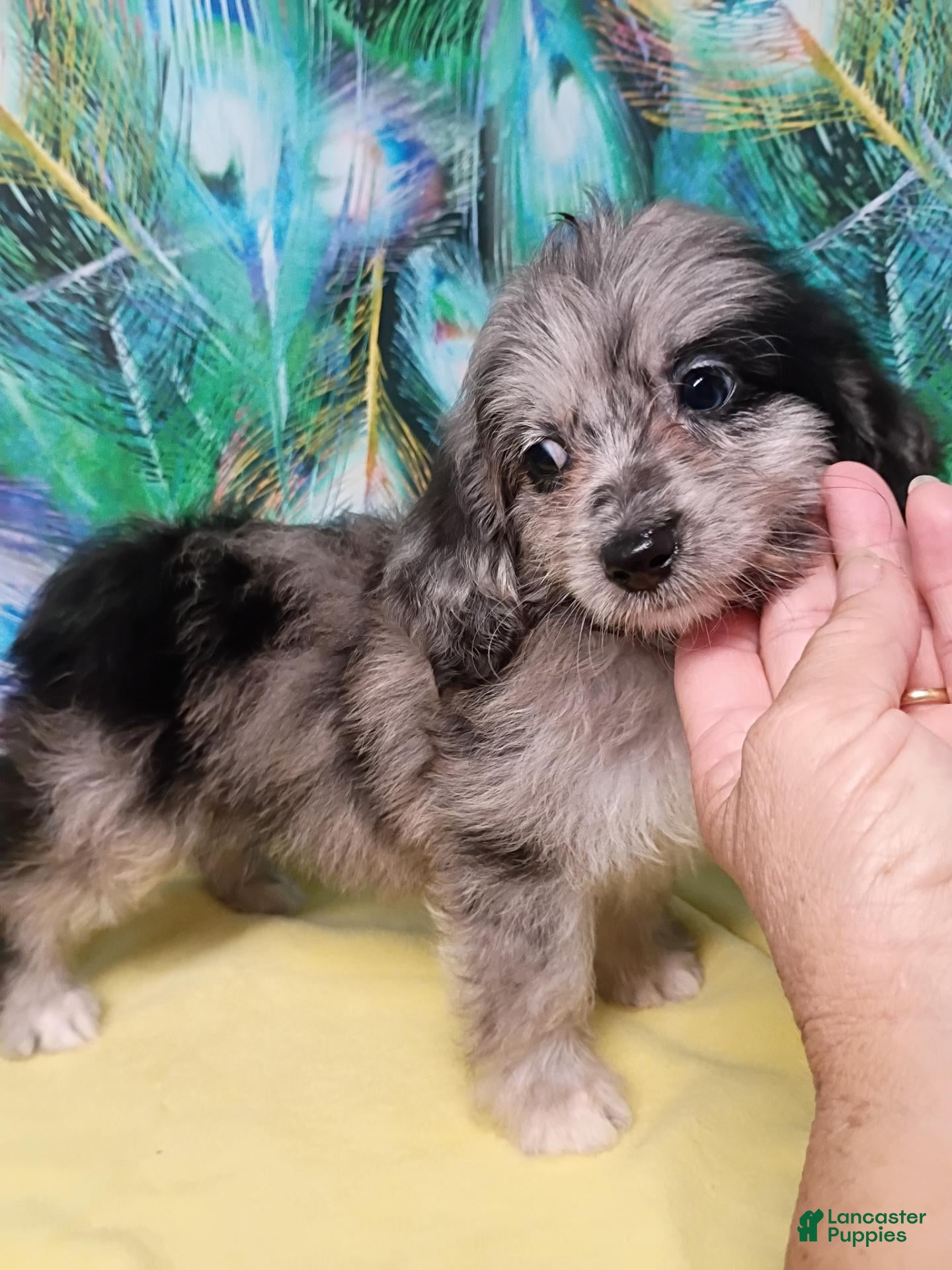 Mini Aussiedoodle dogs Bluey Toy/Small Mini  - Ad 2
