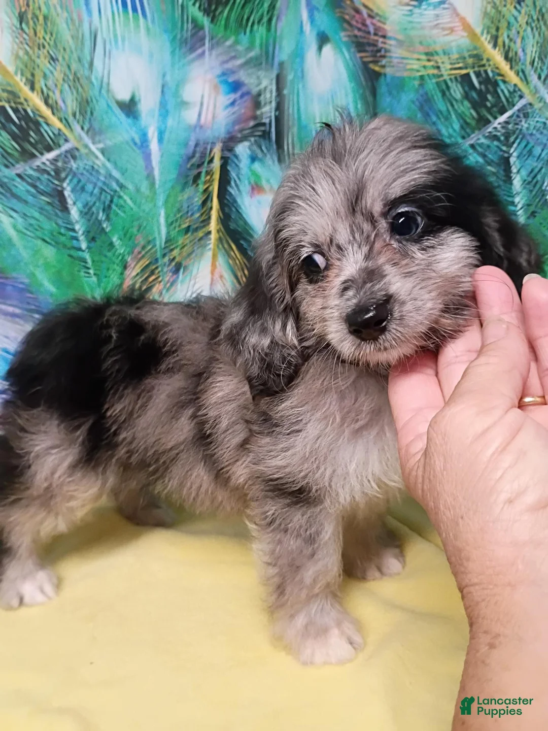 Mini Aussiedoodle dogs for sale: Bluey Toy/Small Mini  - Ad 2