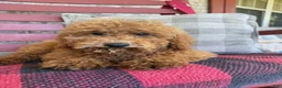 Mixed Breed dogs for sale: Jasper - Ad 4