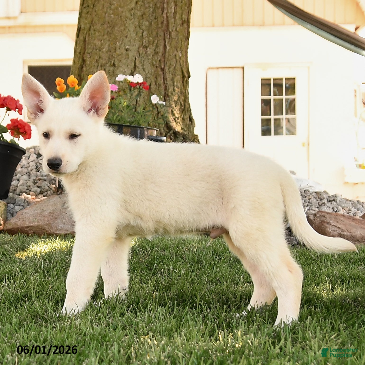 German Shepherd dogs Franklin - Ad 2