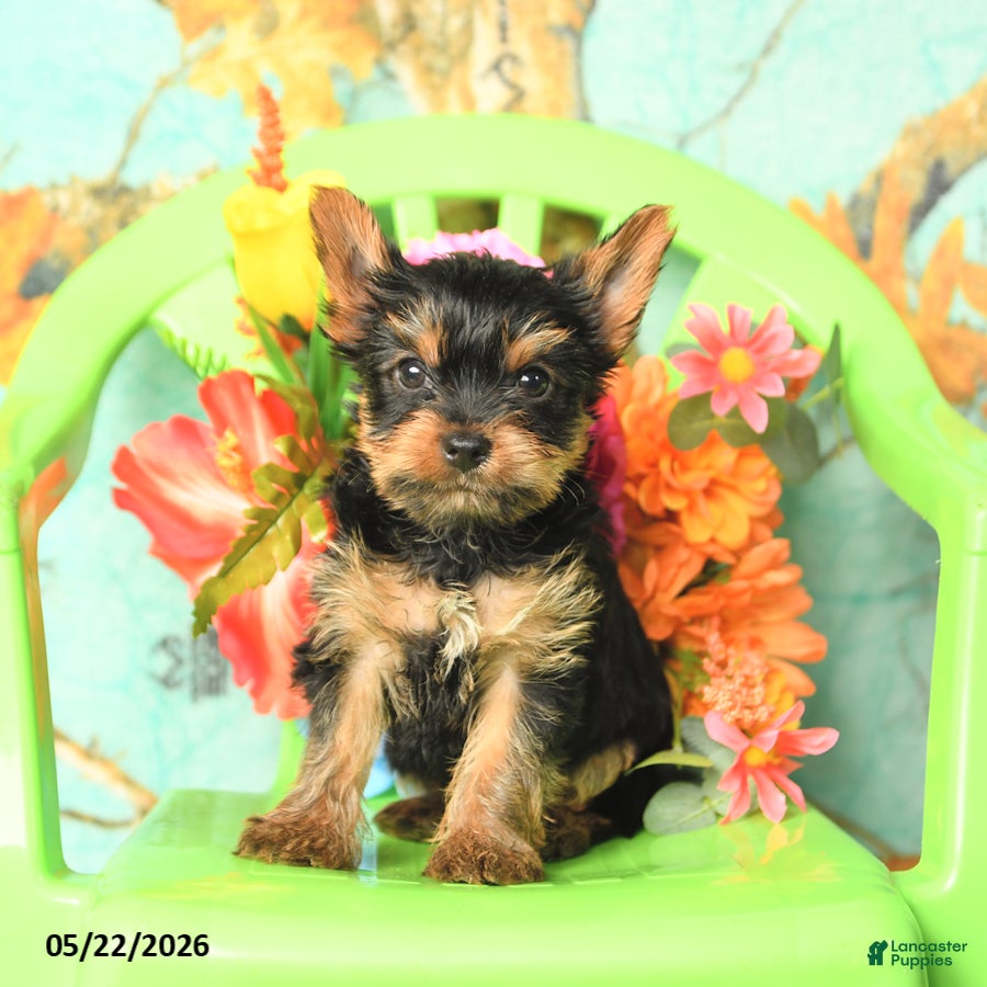 Yorkshire Terrier dogs Tyler - Ad 2