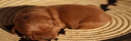 Golden Retriever dogs for sale: Daisy -AKC, Genetically Clear - Ad 16