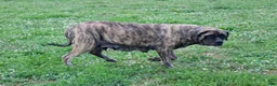 English Mastiff dogs for sale: Tammy - Ad 4