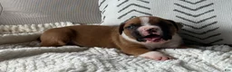 Boxer dogs for sale: Charlie - Ad 7