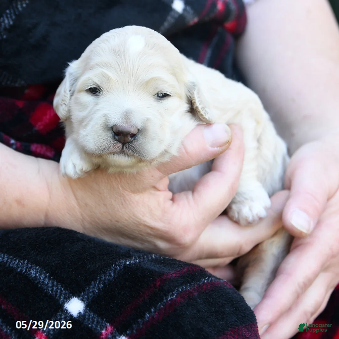 Goldendoodle dogs for sale: Macy - Ad 3
