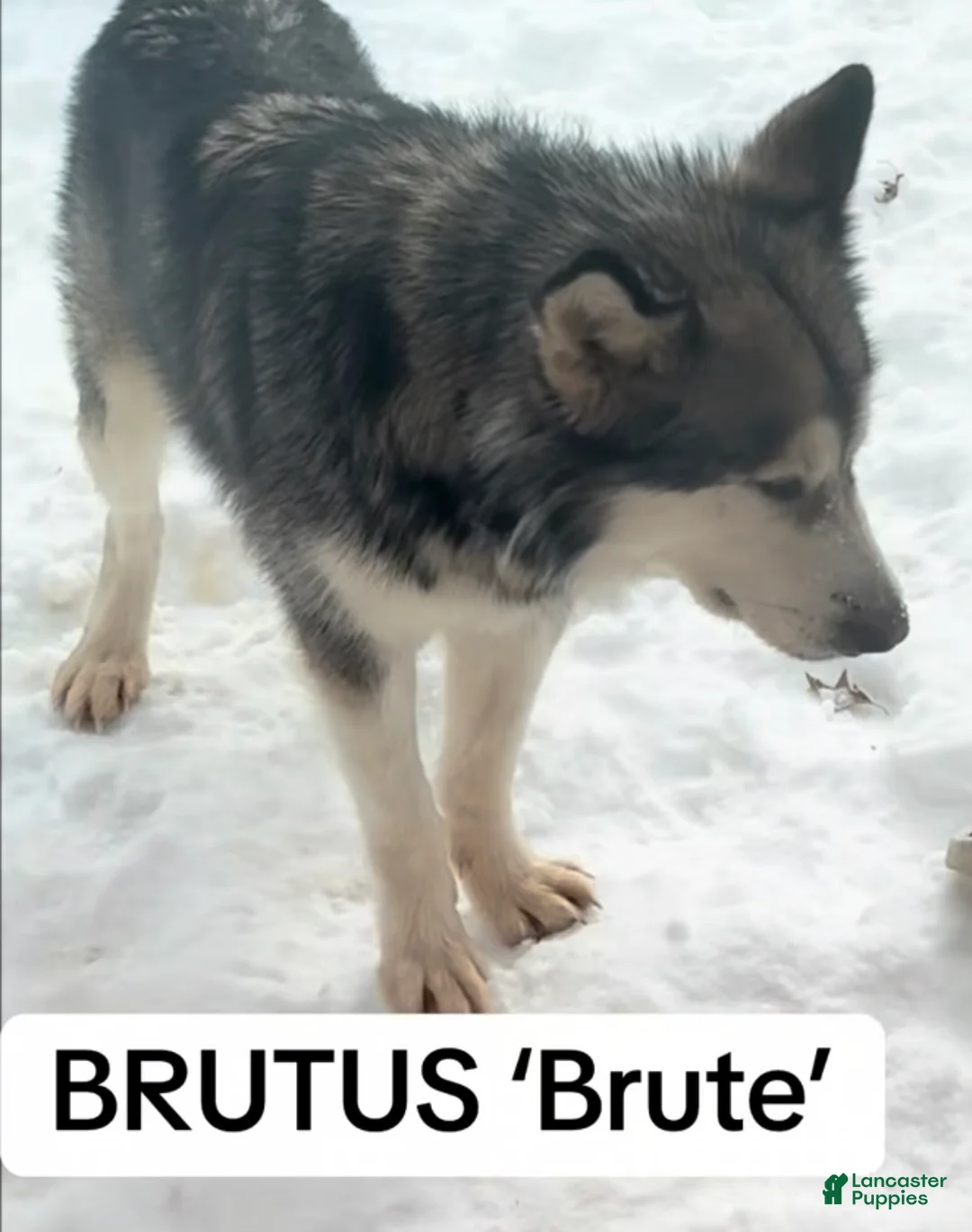 Alaskan Malamute dogs for sale: Beor - Ad 6