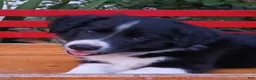 Border Collie dogs for sale: Prince - Ad 3