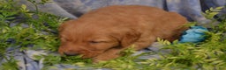 Golden Retriever dogs for sale: Ace - Ad 1