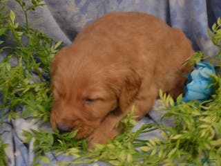 Golden Retriever dogs Ace - Ad 9