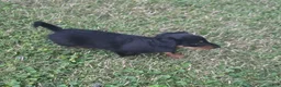 Miniature Dachshund dogs for sale: Thunder - Ad 13