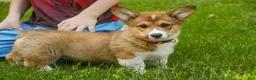 Welsh Corgi Pembroke dogs for sale: Gene - Ad 5