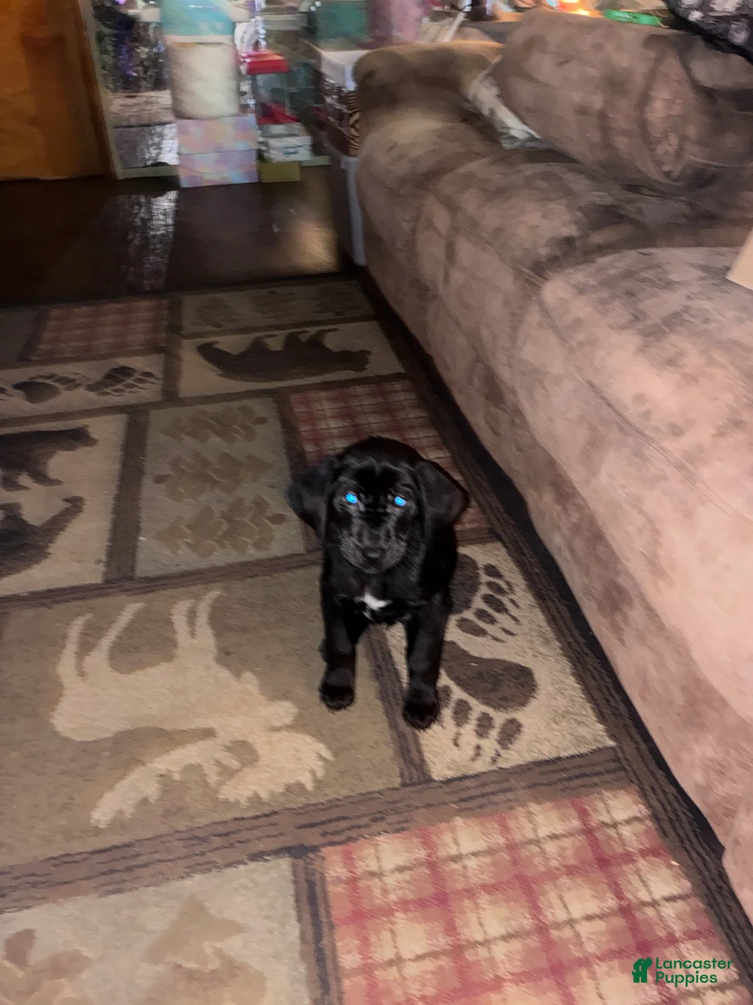 Mixed Breed dogs for sale: Willow - Ad 2