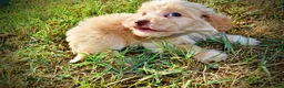 Havapoo dogs for sale: Loki-Sale!!! - Ad 8