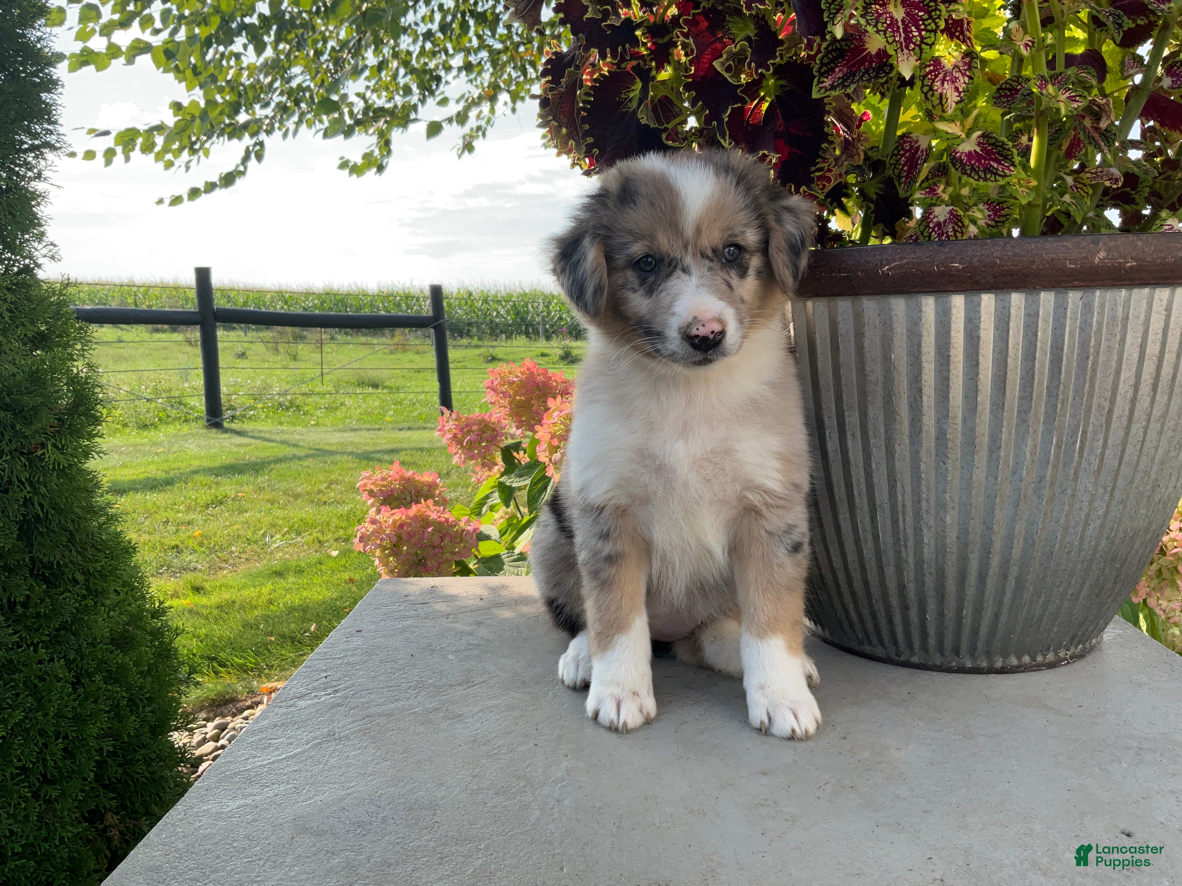 Mixed Breed dogs Annie - Ad 1