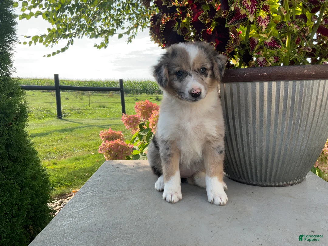 Mixed Breed dogs for sale: Annie - Ad 1