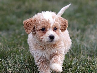 Mini Bernedoodle dogs Hans - Ad 18