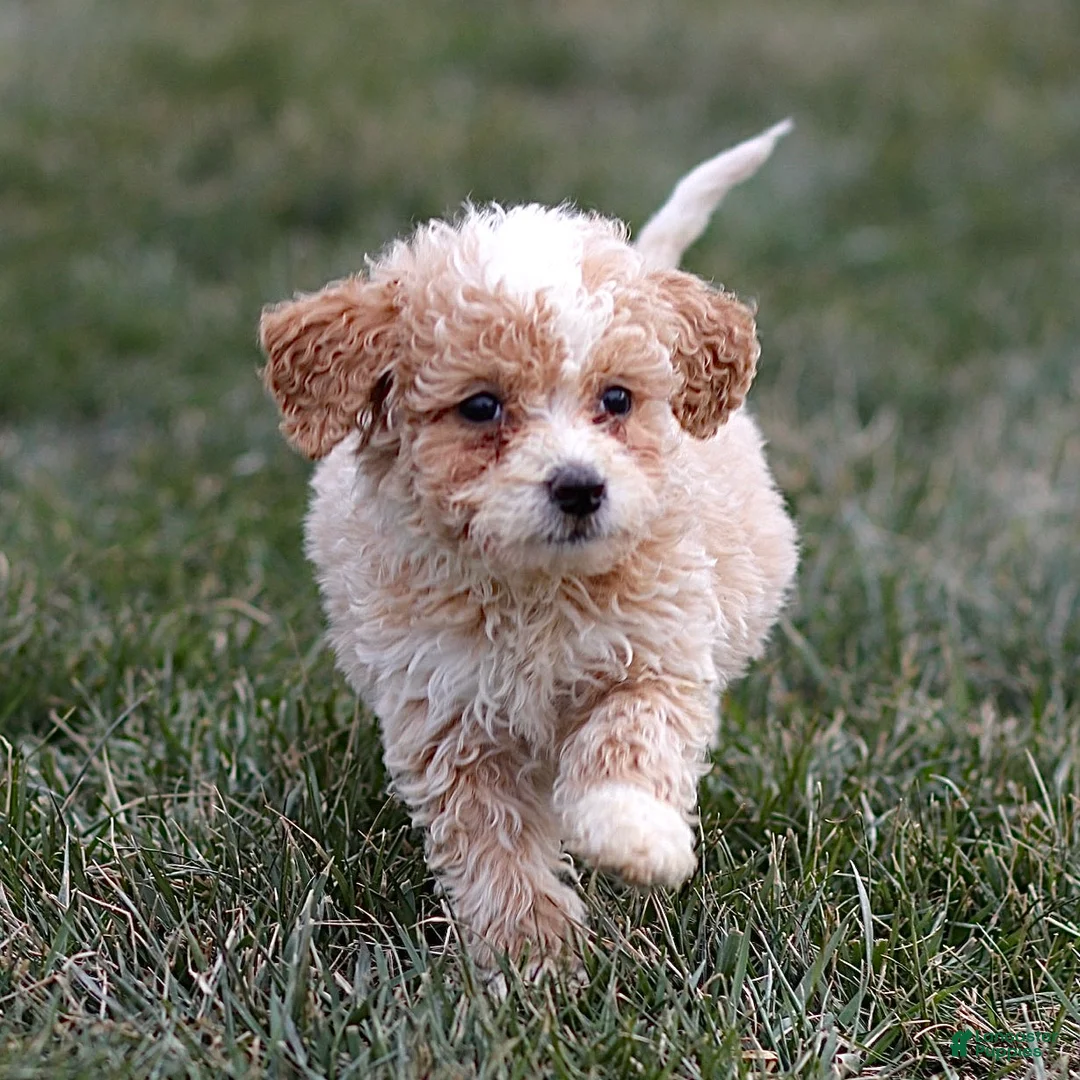 Mini Bernedoodle dogs for sale: Hans - Ad 1