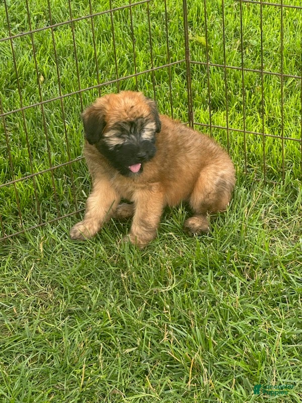 Soft Coated Wheaten Terrier dogs Grey - Ad 2