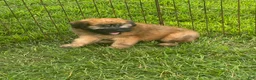 Soft Coated Wheaten Terrier dogs for sale: Grey - Ad 2