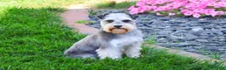 Miniature Schnauzer dogs for sale: Alex  - Ad 5