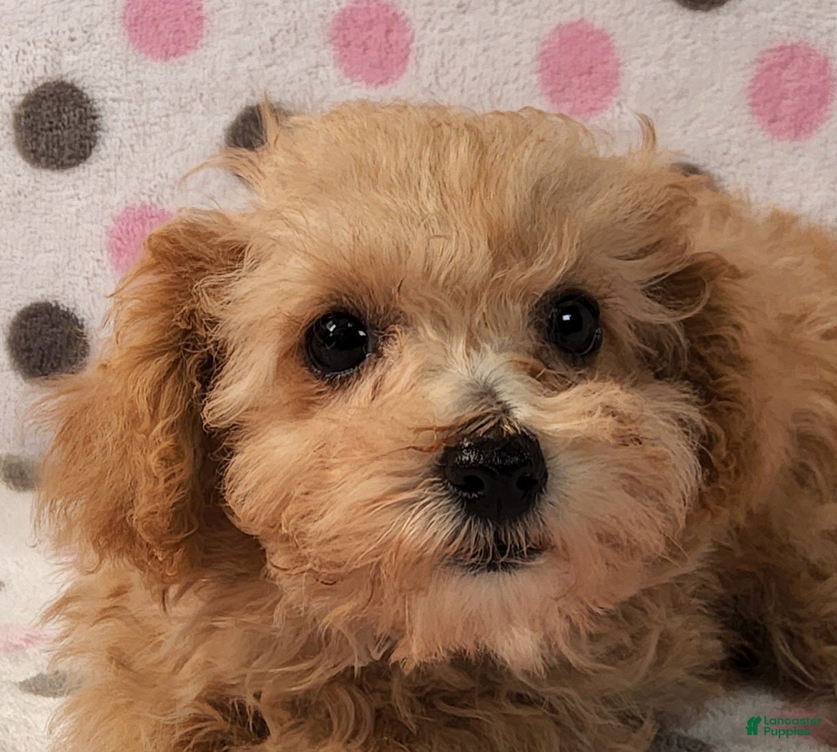 Yorkiepoo dogs Honey Latte - Ad 1