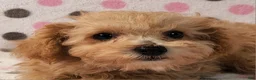 Yorkiepoo dogs for sale: Honey Latte - Ad 1