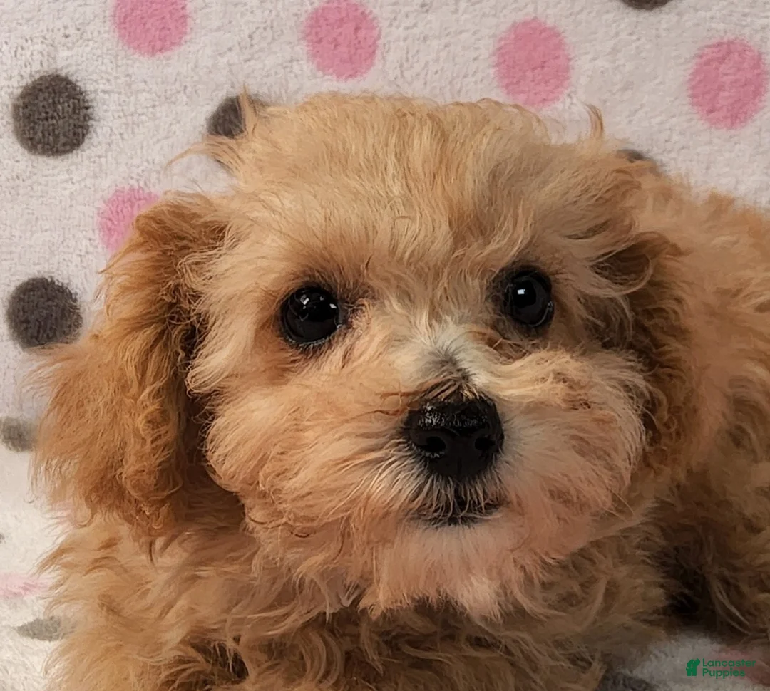 Yorkiepoo dogs for sale: Honey Latte - Ad 1