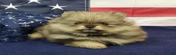 Pomeranian dogs for sale: Jolee - Ad 7