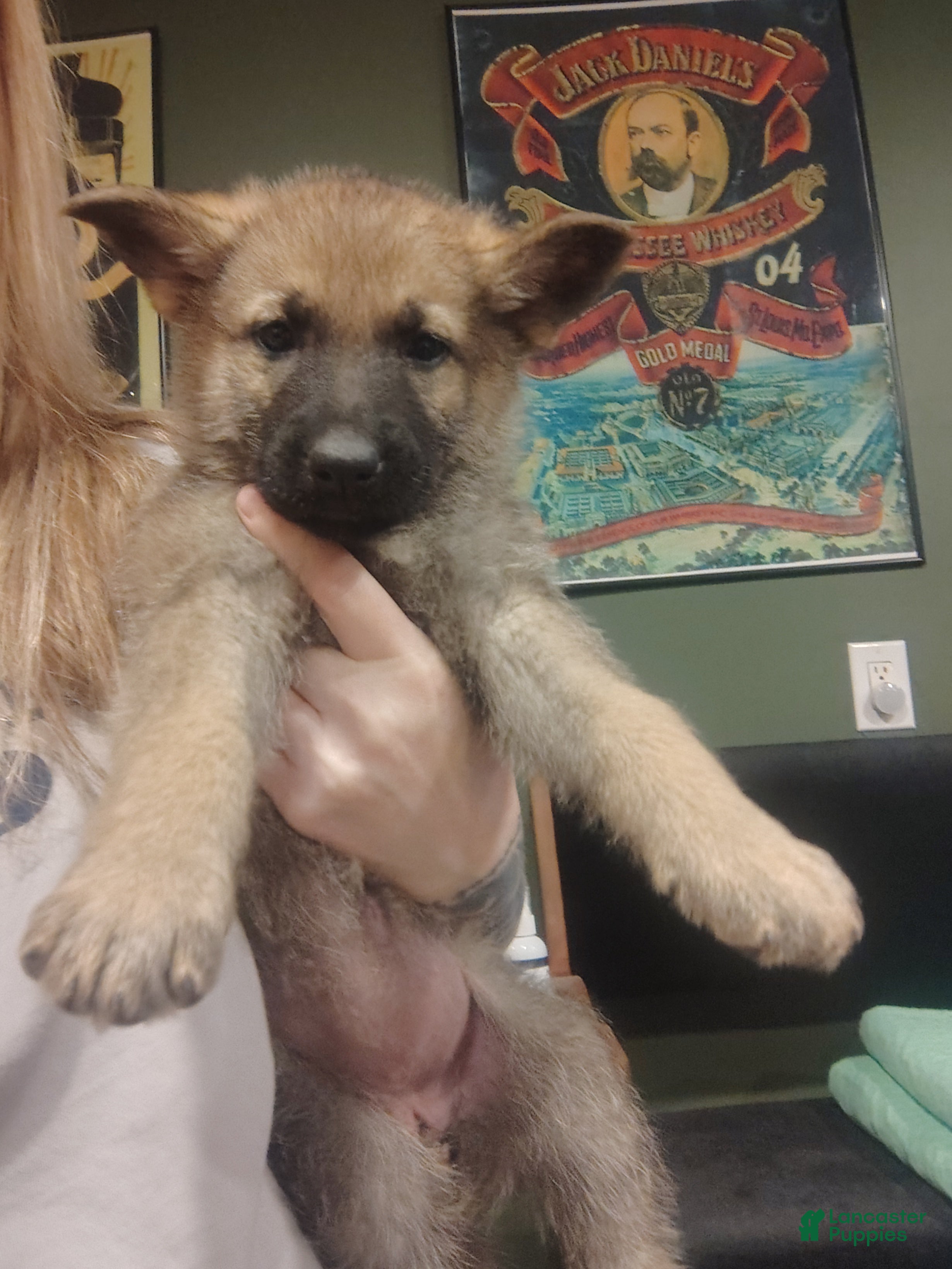 German Shepherd dogs Luna - Ad 34