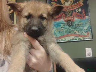 German Shepherd dogs Luna - Ad 34