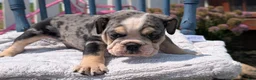 English Bulldog dogs for sale: Zane - Ad 11