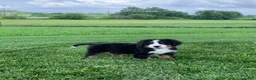 Bernese Mountain Dog dogs for sale: Forrest - Ad 16