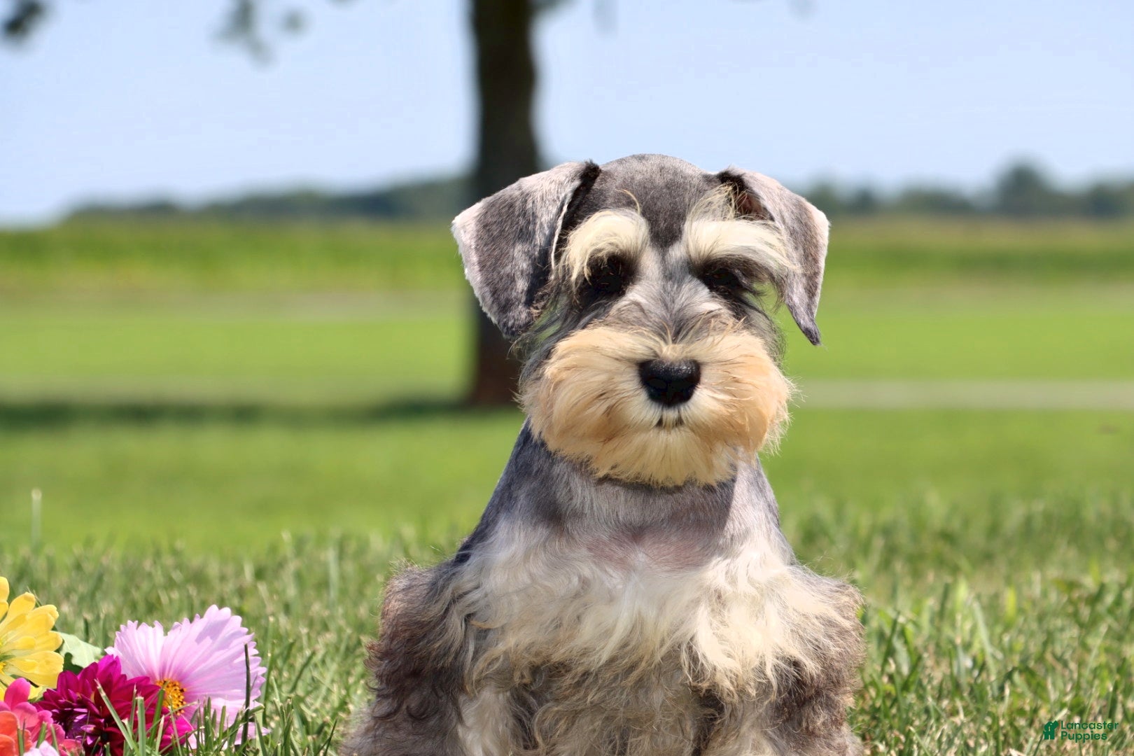 Miniature Schnauzer dogs for sale: Twister - Ad 4