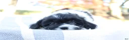 Cavapoo dogs for sale: Luna - Ad 3