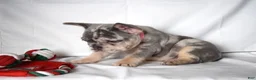 French Bulldog dogs for sale: Trixie - Ad 11