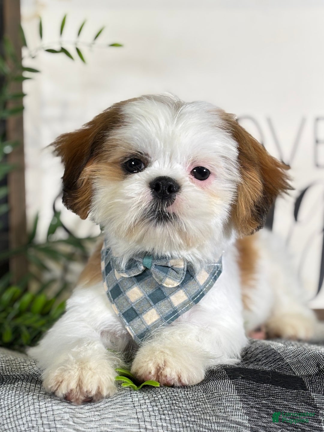 Shih Tzu dogs for sale: Bennet - Ad 2