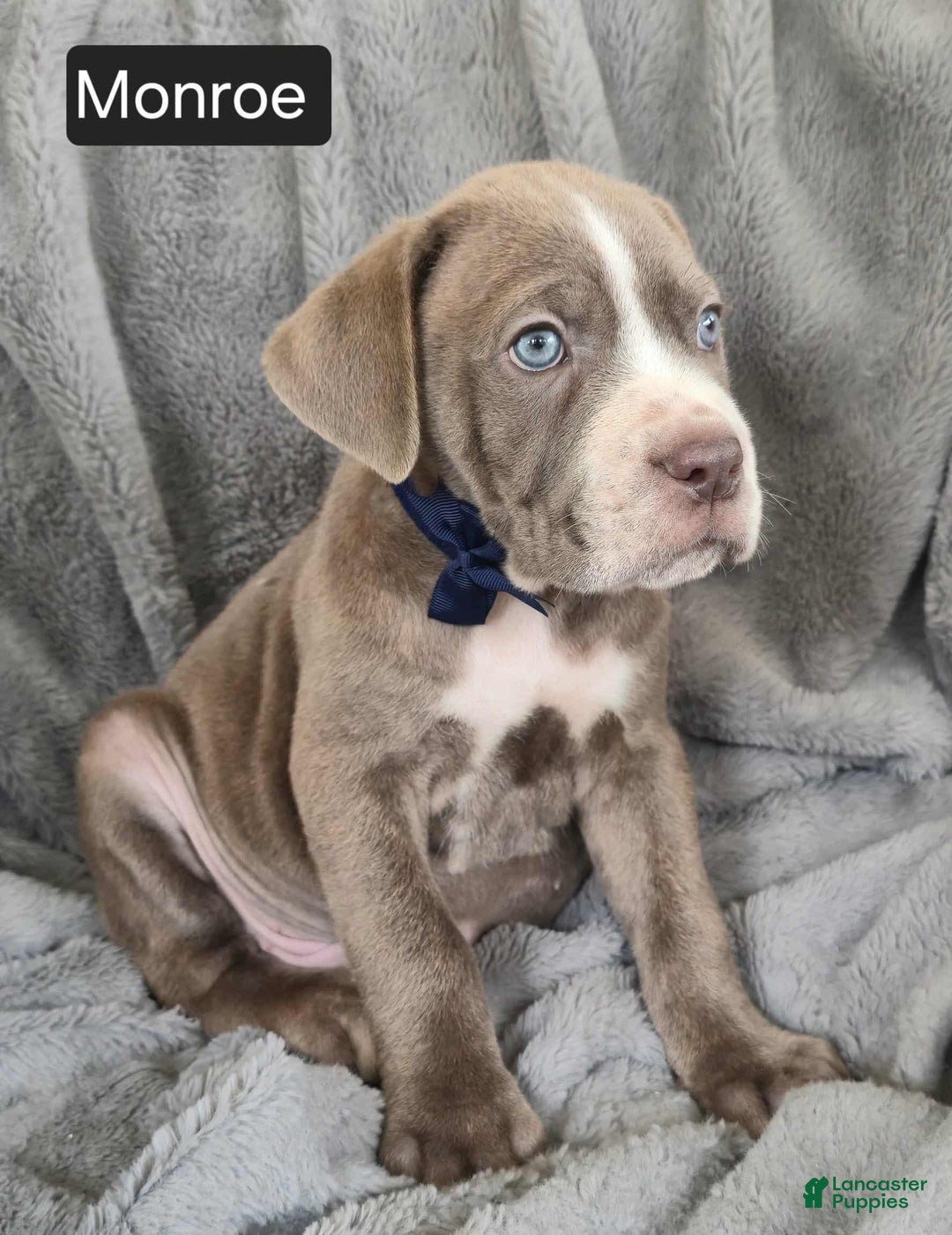 Cane Corso dogs for sale: Monroe  - Ad 5