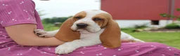 Basset Hound dogs for sale: Pluto - Ad 4