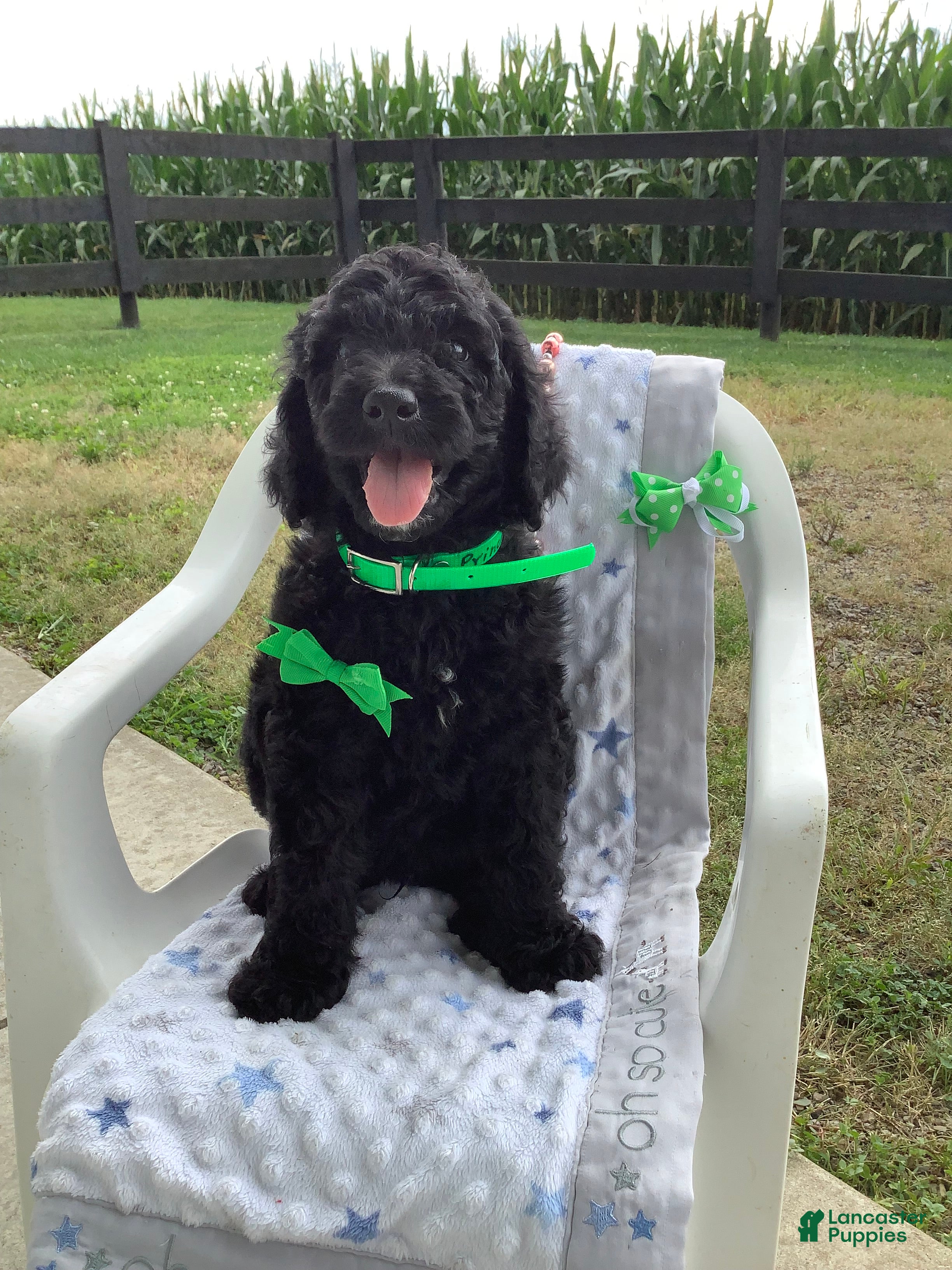 Goldendoodle dogs Macho-F1bb-Goldendoodle 2 - Ad 1